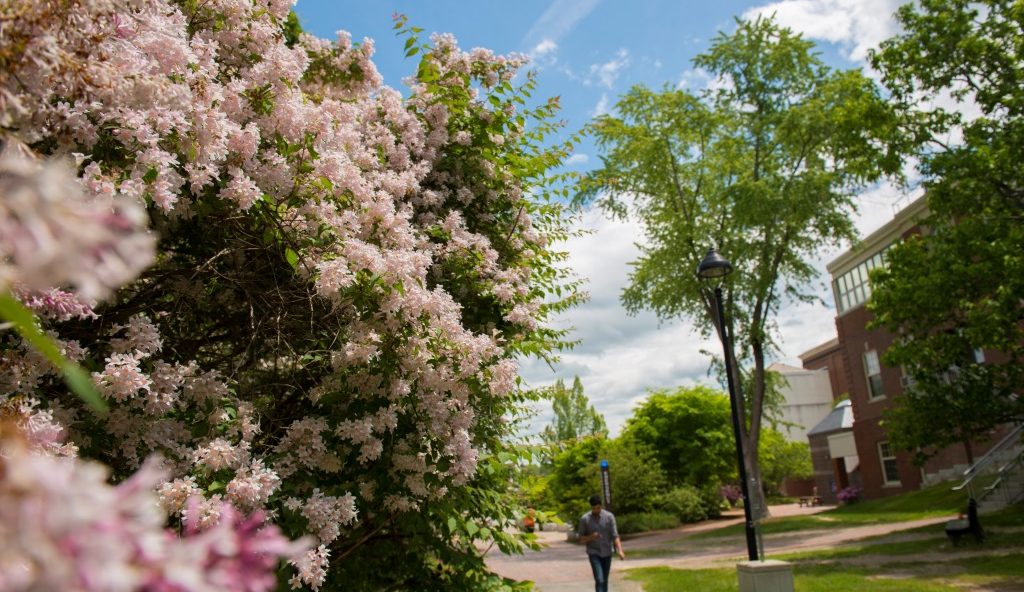 Flowers blooming on the UMaine campus