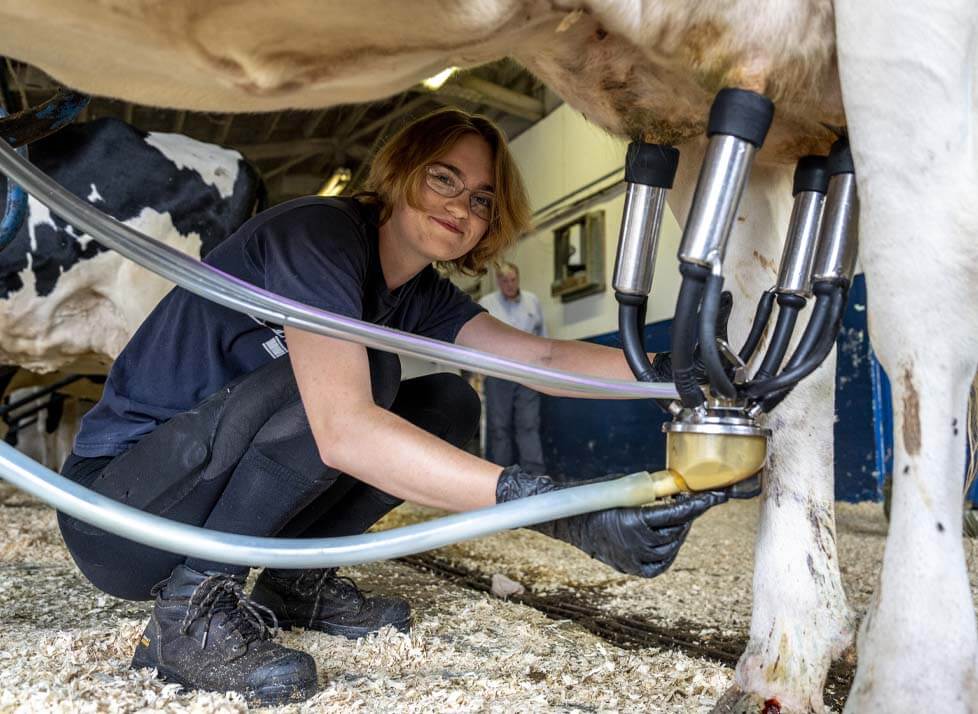 A photo of a student milking a cow