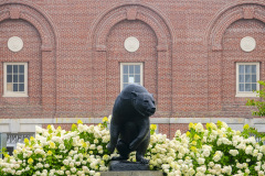 UMaine Bear statue in Spring
